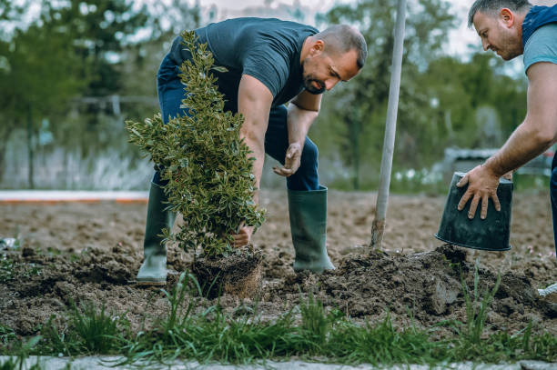 Lake Cherokee, TX Tree Care Services Company