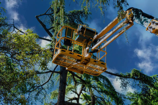 Best Tree Maintenance Programs  in Lake Cherokee, TX