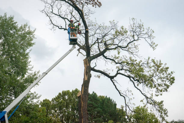 Best Palm Tree Trimming  in Lake Cherokee, TX