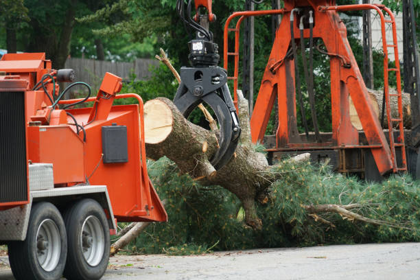 Best Tree Removal  in Lake Cherokee, TX