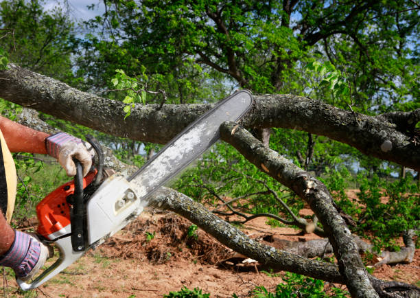 Best Tree Disease Treatment  in Lake Cherokee, TX